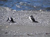 Albums/20060200-New Zealand 2006/20060318-Kaikiura/86